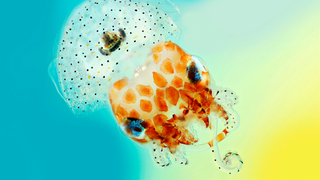 This Year's Best Science Photos Are So Good They're Basically Art